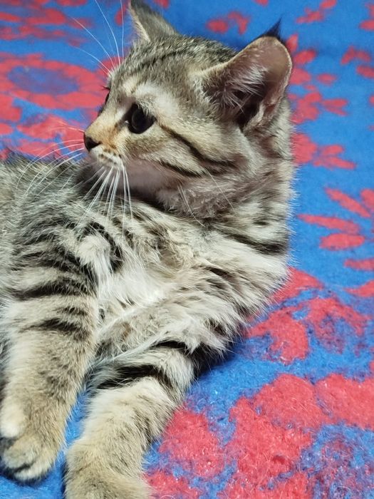 Домашние котята.