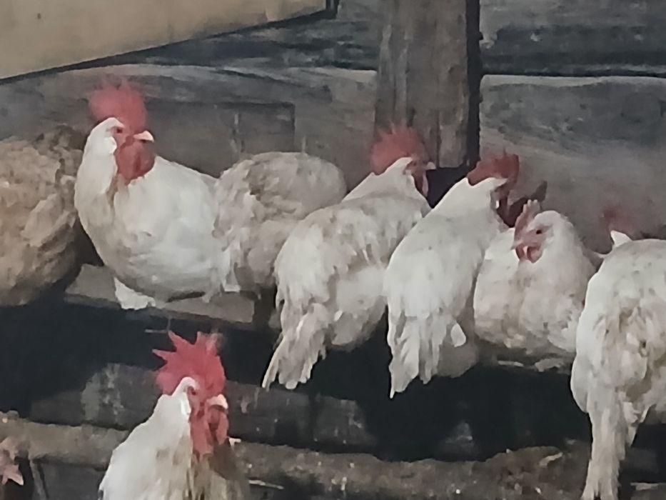 Петушки Легорн стандарт