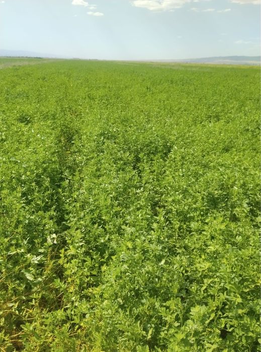 Жонышка клевер шоп пресс