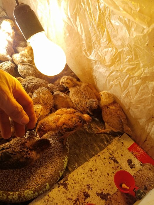 Цыплята 2 недельные