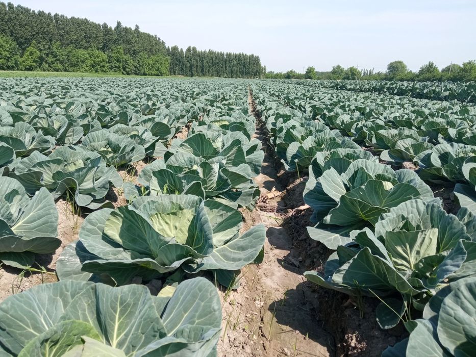 Uchko'prik tumani Tinchlik mahallasida yetishtirilayotgan Karam mahsul