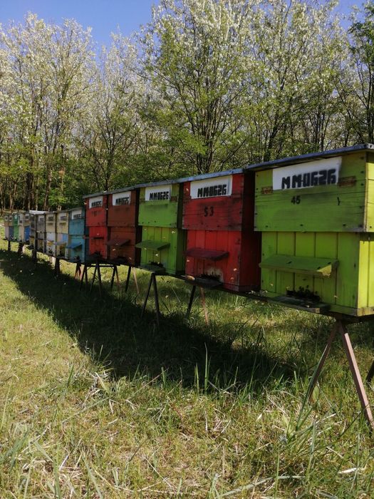 Miere de albine poliflora și floarea soarelui