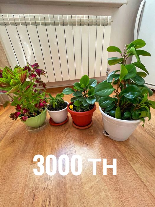 Продаю комнатные цветы
