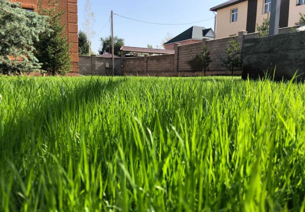 Посев Газона ! Газон! Опыт 5 лет!