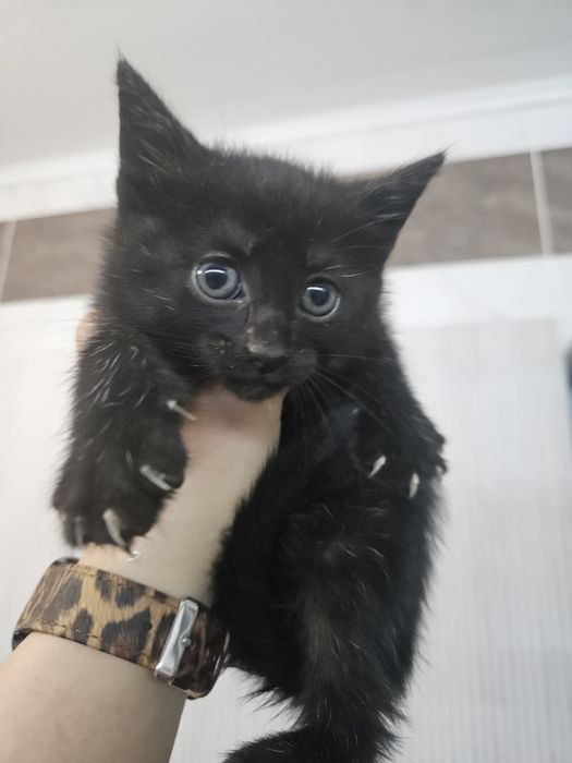 Котята девочки в добрые руки