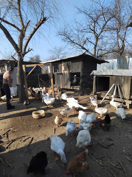 Vând gâște vi sau sacrificate