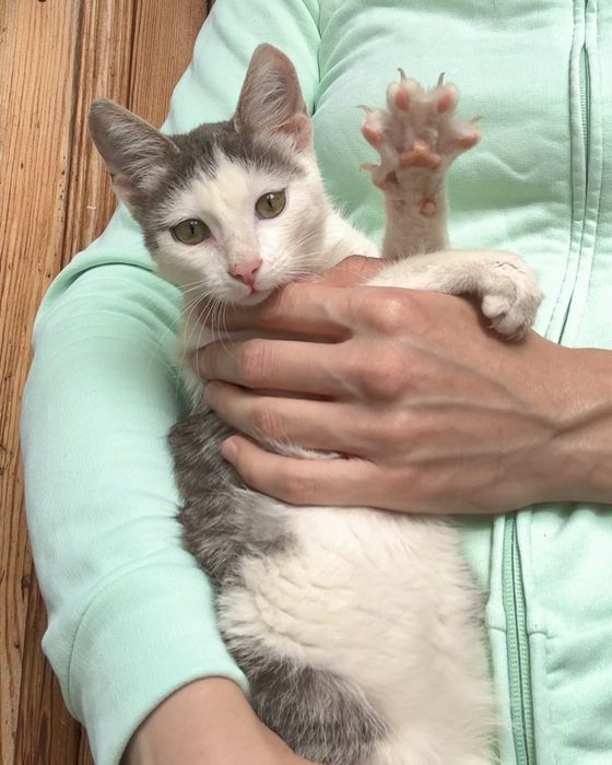 Котенок  мальчик