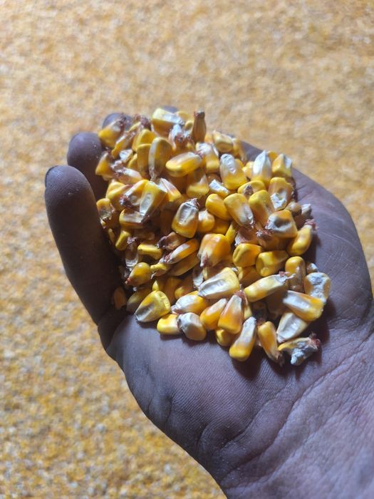 Graunte uscate treerate in martie