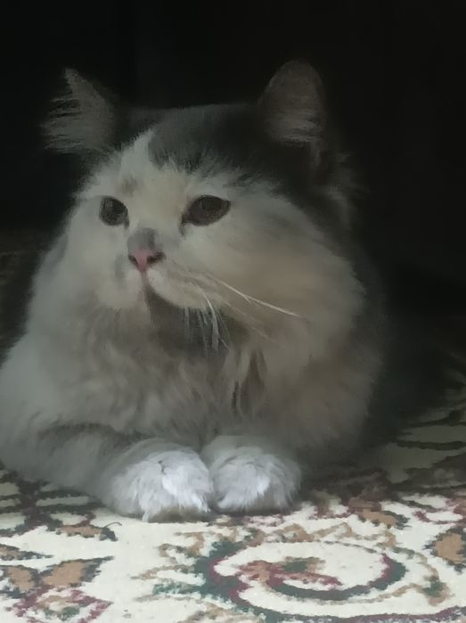 Zotdor mushuk Skottish strayt yoki britaniya uzunyunlihi