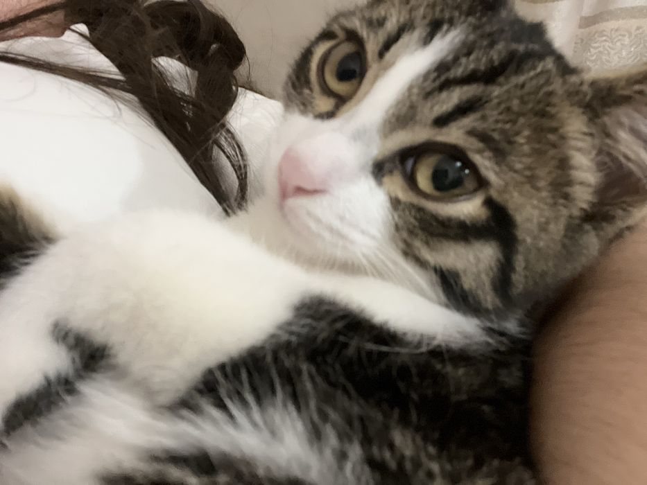 Отдам даром котенка 5месяцев