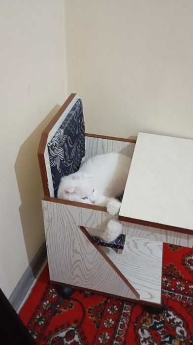 Sotiladi Skottish fold esli mushuk latokka oʻtadi