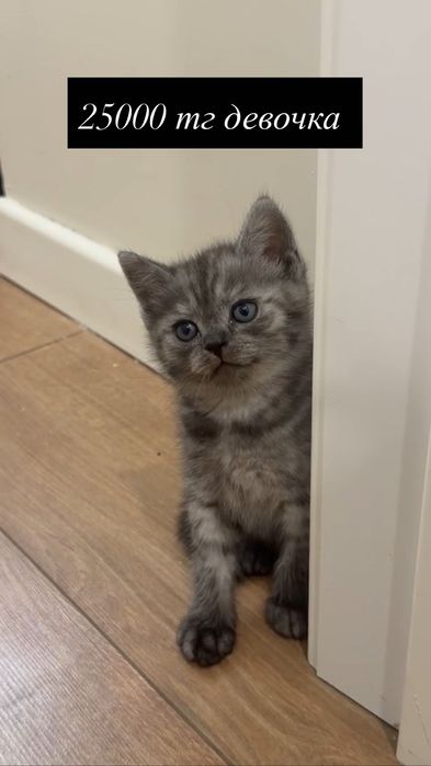 Шотландские котят