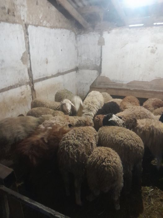 Продам баран в круг