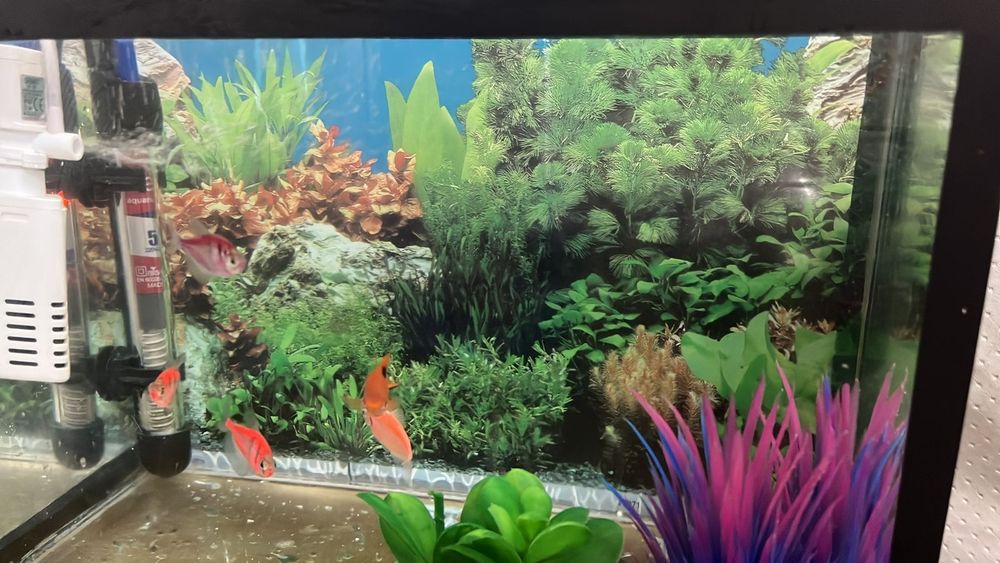 Аквариум с рыбками