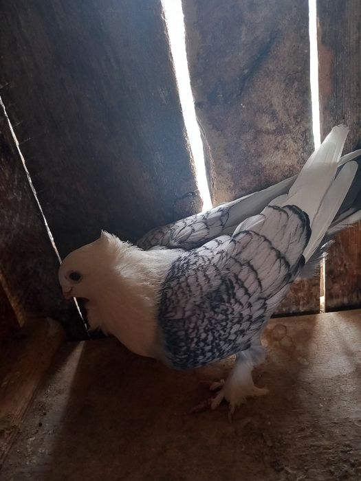 Vand mascul de satinet sau schimb