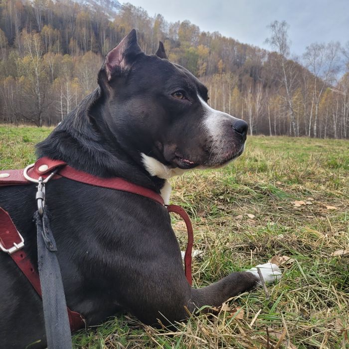 Питбультерьер 4 года ищет подругу