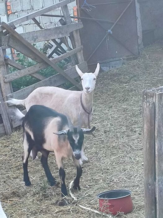 Vând 2 capre bune de lapte: Alpină Franceză și Metis Bănățeană
