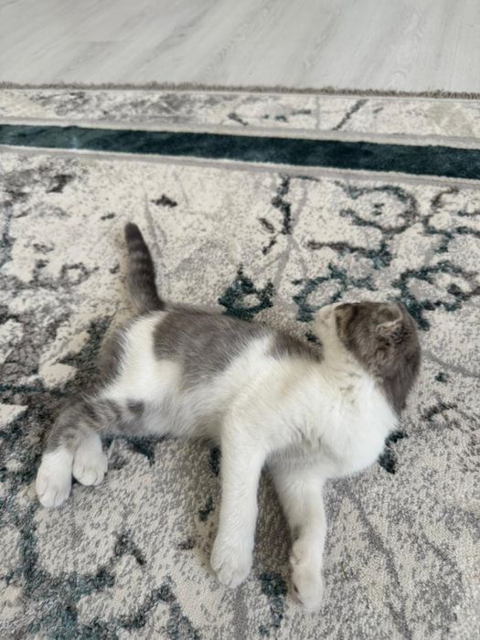 шотландский веслоухий