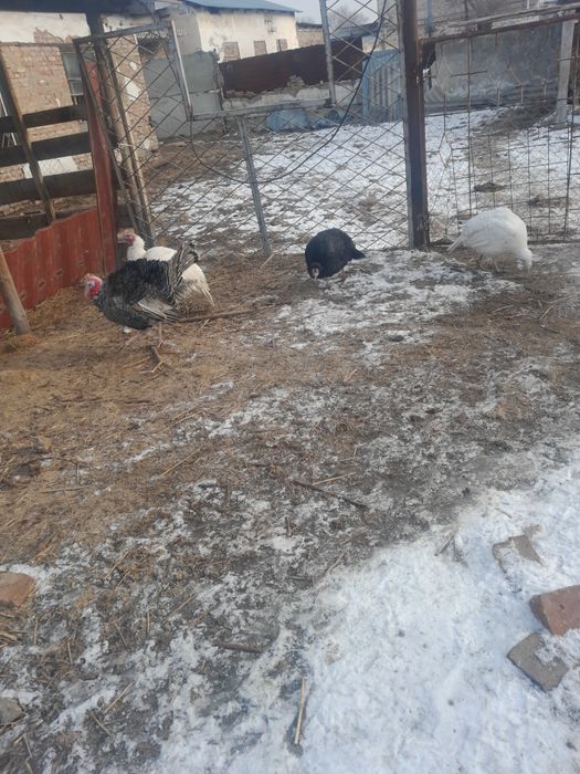 Продам индюков на развод