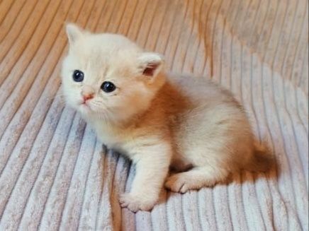 Котята британские шиншиллы