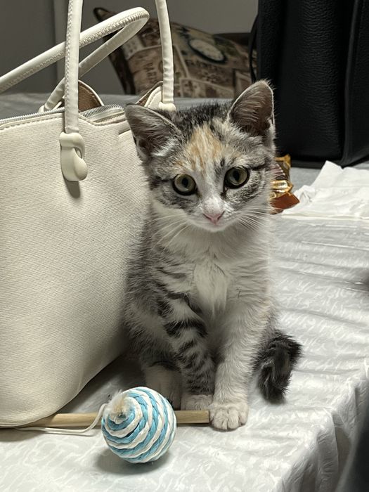 котенок, девочка 3 месяца