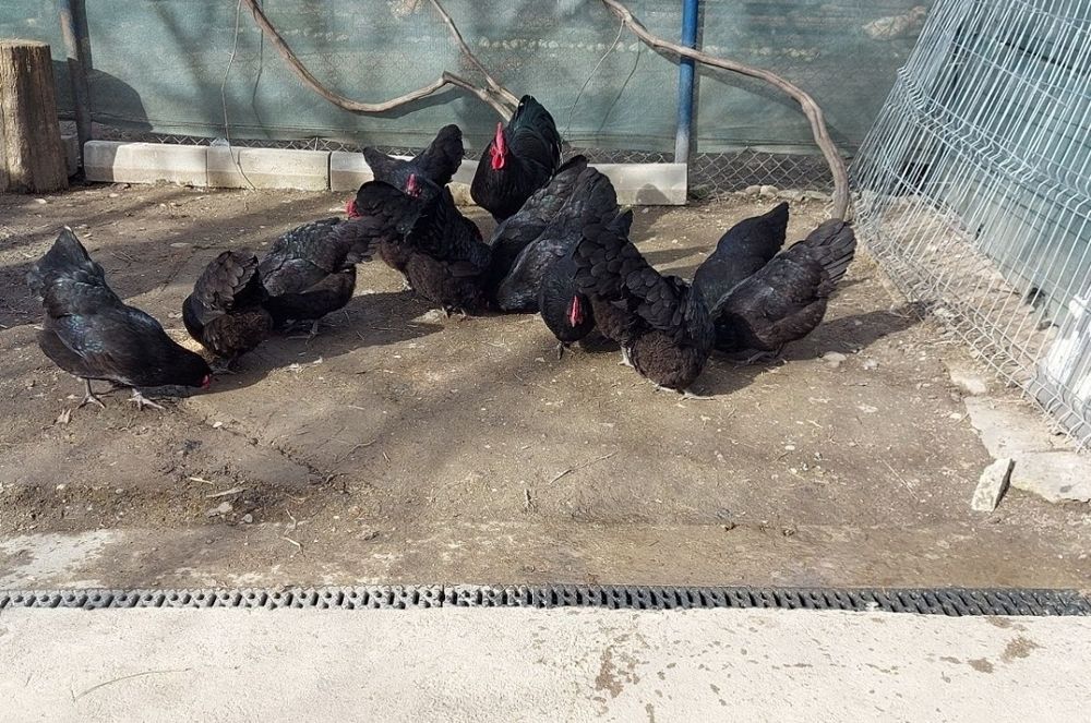 Gaini australorp negru