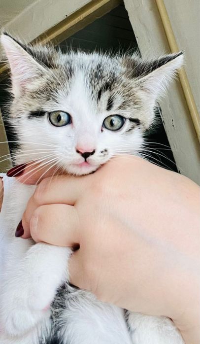Отдам котят в добрые руки