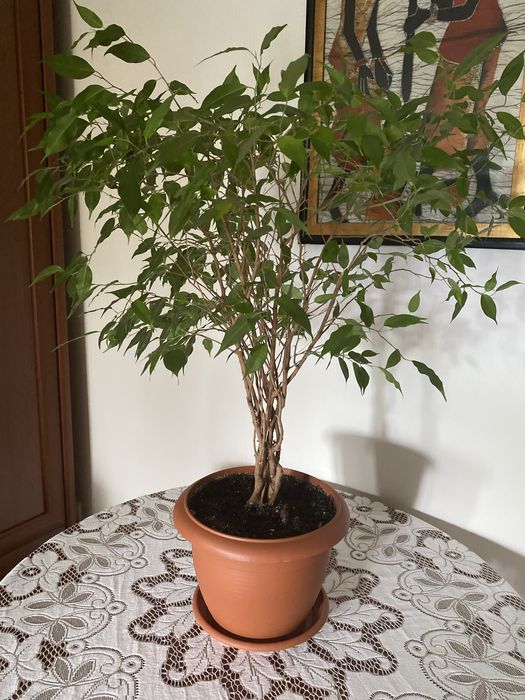 Фикус бенджамина продам