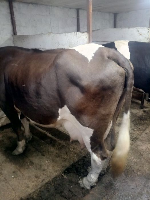 Продам очаровательных коров