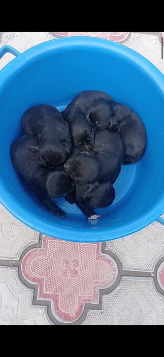 Чистокровные Спаниели