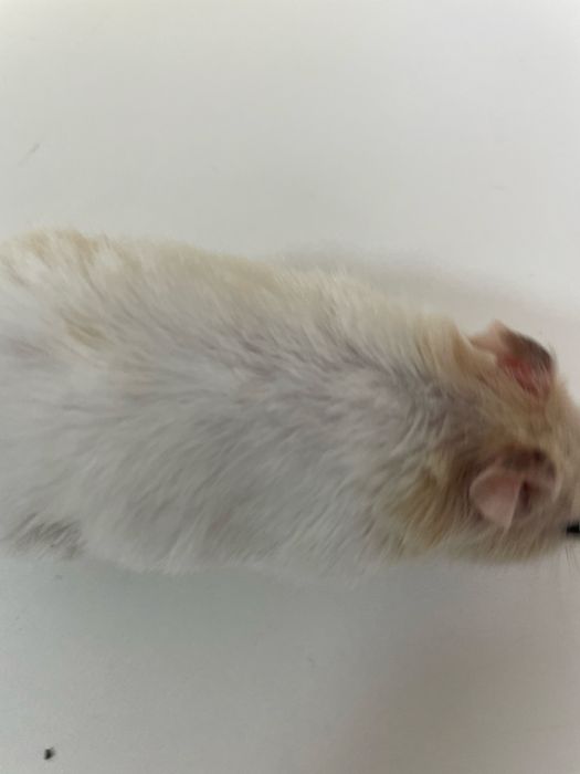 Продам хомяков сирийцы