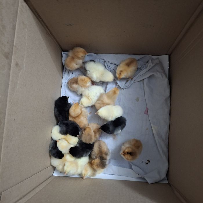 Цыплята.          .