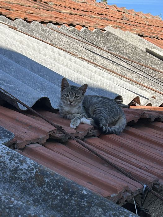 Pisicuta in varsta de 4 luni pentru adoptie