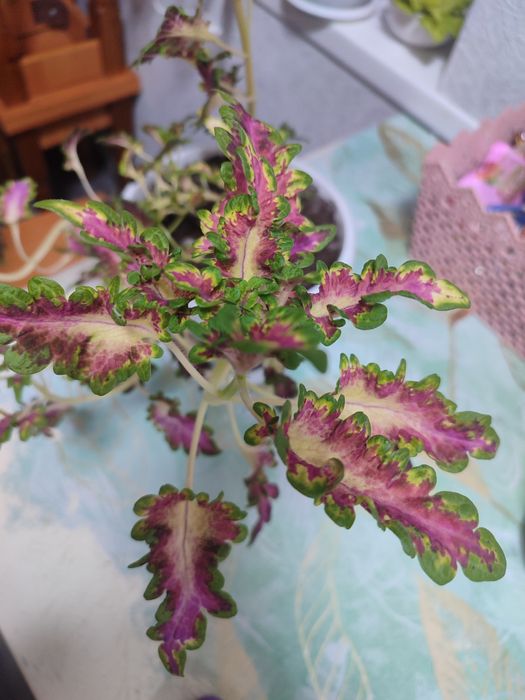 Цветы  комнатные