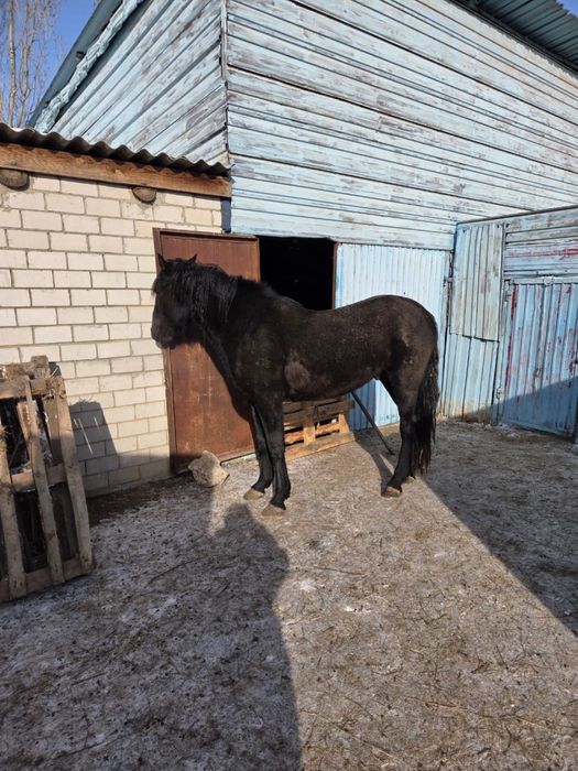 Айгыр туқымды Кушум асыл.