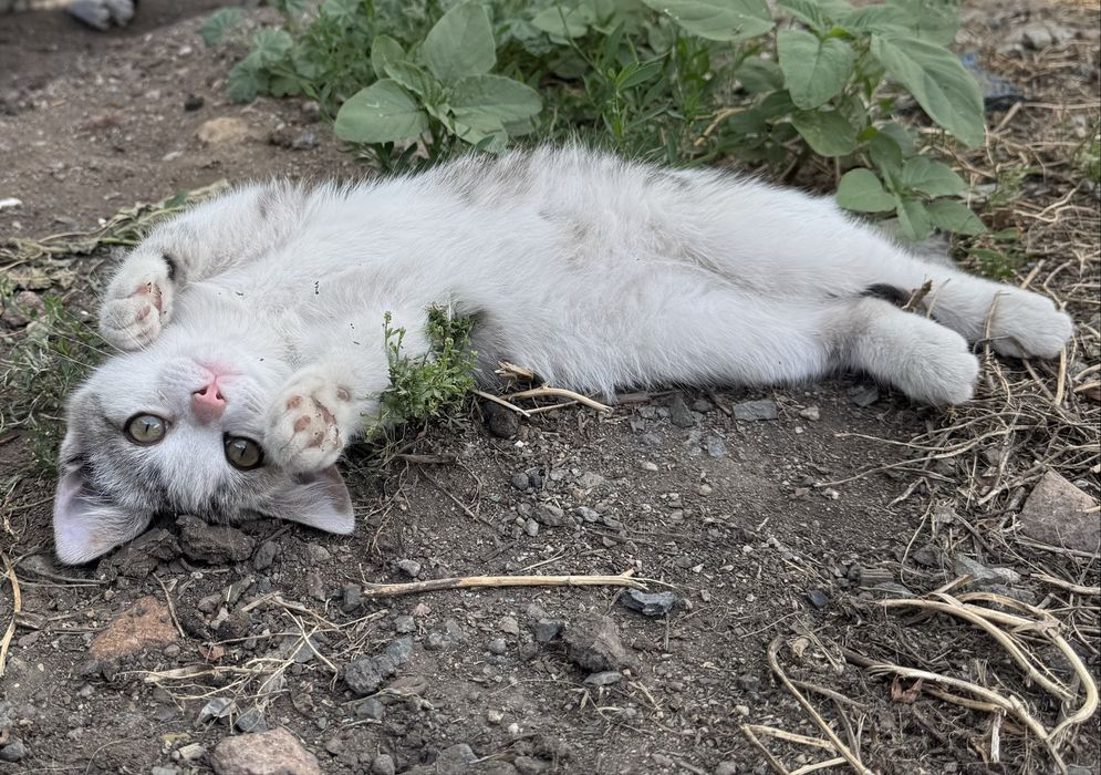Отдадим котенка БЕСПЛАТНО