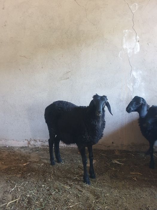 Jaydari quy 1 dona arzon