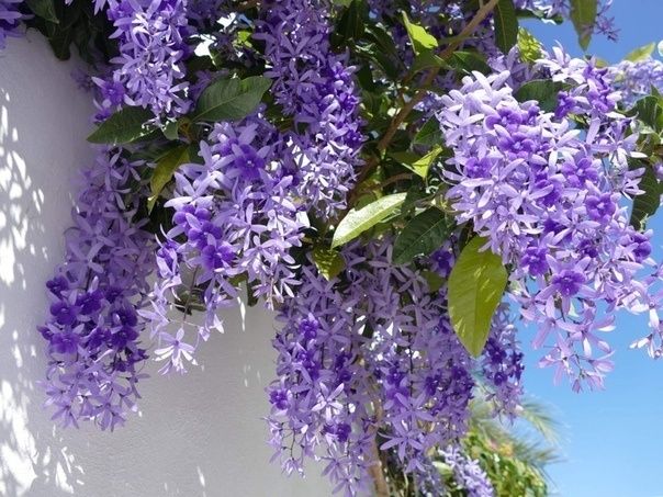 ПЕТРЕЯ - Petrea - декоративное растение