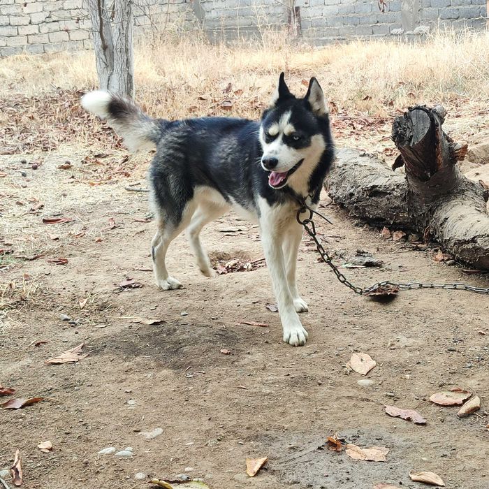 Продается  хаски