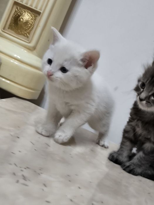 Scottish strayt mushuk