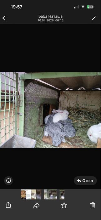 Продам кроликов