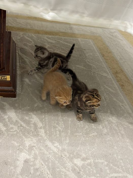 Опытный шотландский кот. Вязка