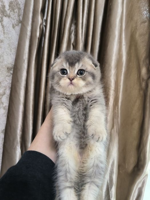 Котёнок от правильной вязки