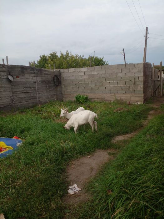 животноводчество