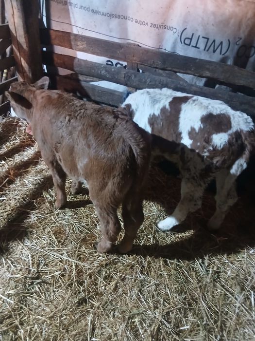 Viței de vânzare !! 3500  bucata!