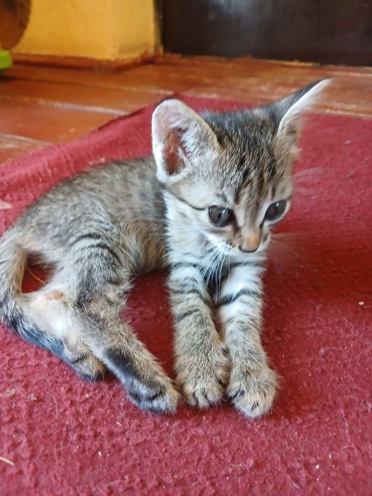 Продается котенок в хорошие руки!