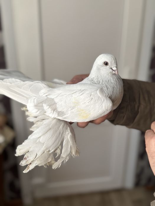 Продам летно-бойных голубей