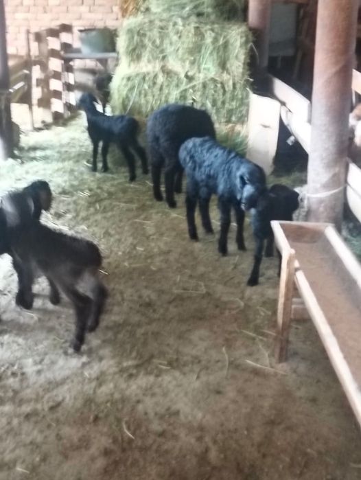 Козылы койлар сатылады