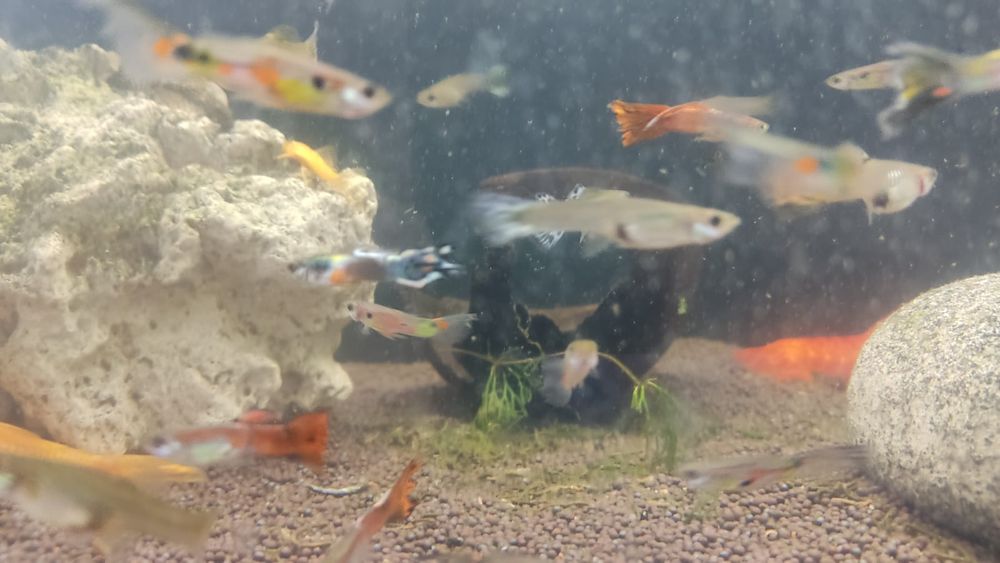 Продам рыбок гуппий.