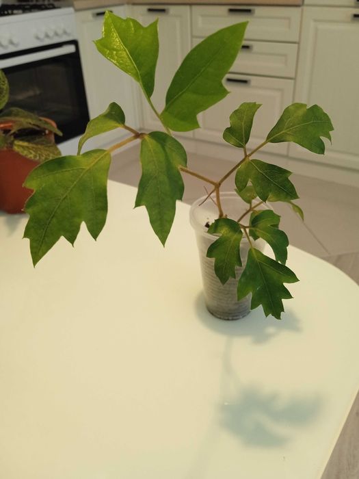 Продам комнатные растения...